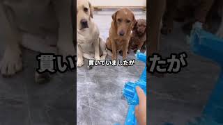 椅子をボロボロにした犯人は？