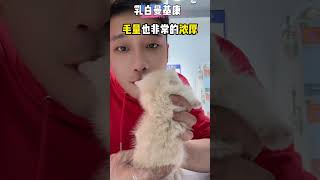 乳白曼基康，你的小可爱来了！#猫咪 #猫咪日常#乳白曼基康#猫咪的迷惑行为