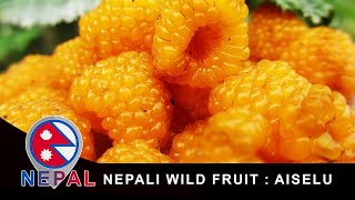 Nepali Wild Fruit : AISELU ऐसेलु - Himalayan Yello Berries, Have You Tried Them Yet ?