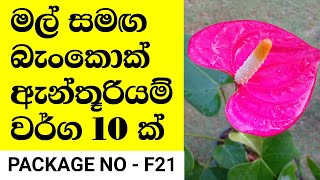 මල් සමඟ ලස්සනම බැංකොක් ඇන්තූරියම් වර්ග 10 ක් විකිණීමට | bankok anthurium | anthurium wagawa