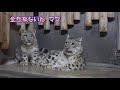 ユキヒョウ赤ちゃんヒメル 「ヒメルんるん♪アタチの友ダチにゃん」part3 snow leopard cub himmel「himmel full power！」 2023.11月