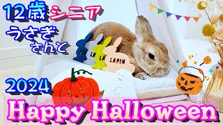 12歳ご長寿シニアうさぎとハロウィンを楽しんでみました！Enjoyed Halloween with rabbit !(12歳シニアうさぎ🐰 Cute Rabbit)【No172】