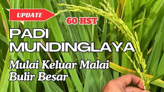 UPDATE PADI MUNDINGLAYA 60HST MULAI KELUAR MALAI