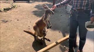 富士サファリパークのふれあいゾーン(ふれあい牧場)