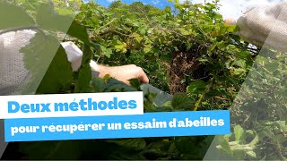 Deux méthodes pour récupérer un essaim d'abeilles vagabond