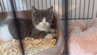 生後2ヶ月の可愛すぎる子猫がやってきた【ブリティッシュショートヘア】