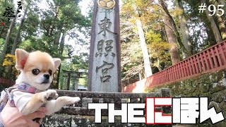 【犬旅行】なんと豪華なッ!!初めてティナと世界遺産「日光東照宮」に行ってみましたッ!!【ティナ】