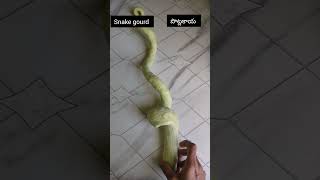 Snake gourd (పాము లాంటి పొట్లకాయ)VR in the kitchen