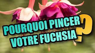 Pourquoi pincer mon fuchsia ? #fuchsiadelhommeau