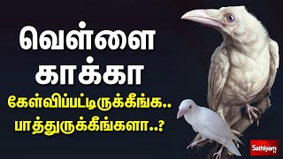 வெள்ளை காக்கா கேள்விப்பட்டிருக்கீங்க.. பாத்துருக்கீங்களா.. | Viral Video | Trending | White Crow