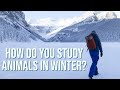 What do wildlife biologists do in winter?