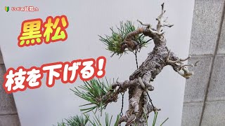 【japanese bonsai】[Pull with a wire! ]✨ Lower the branches of the black pine!