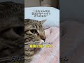 去年保護したももちゃんが先住猫に詰められる