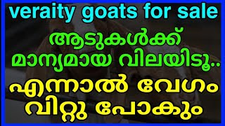 ആടുകൾ ഇഷ്ടംപോലെ,,, കുട്ടികൾ, പെട്ടകൾ, മുട്ടന്മാർ, ചെനയാടുകൾ, തടിയാടുകൾ, വിൽപ്പനയ്ക്ക്