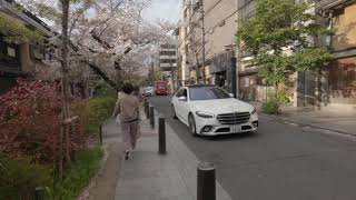 🇯🇵🌸[4K] WALKING THROUGH KIYAMACHI, PONTOCHO ALLEY, KAWARAMACHI, KYOTO, JAPAN | LOOKING FOR SAKURA