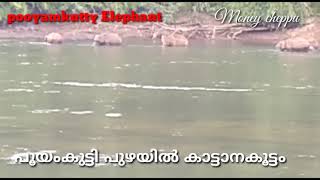 pooyamkuttyElephant.SUPER. പൂയംകുട്ടി പുഴയിൽ കാട്ടാനകൂട്ടം'