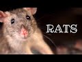 Rats 🐀 Urban Wildlife | Animal Science