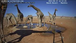 Giraffe in Namib desert - 10 Gentle giants come for a quick drink at the waterhole