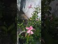 amar gaden ra beautifull flower asun dekha kete ful aji phutichhe j shortsvideo trending viral s