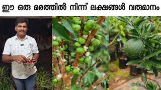 ഇതുവരെ ആരും കൊടുക്കാത്ത ഓഫർ ഒരു മരത്തിൽ നിന്ന് ലക്ഷങ്ങൾ വരുമാനം Razeen ExoticFruitsGarden Malappuram