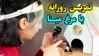 تمرین و مکالمه روزانه با مرغ مینا بدون سانسور🐦☺️