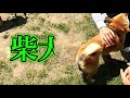 犬神様がいる大自然ドッグランへ行ってきました！