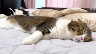 生まれて初めてひんやり布団を敷いたら気持ち良すぎて猫が動かなくなりましたw