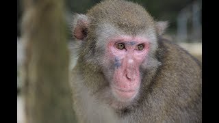 Takasakiyama Monkey Park in Oita, Japan - Japanese Macaque