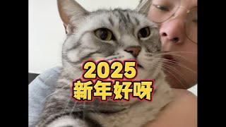 新年快乐呀，留守猫咪们。#过年的留守猫咪 #猫猫我也要过年啦 #新年快乐