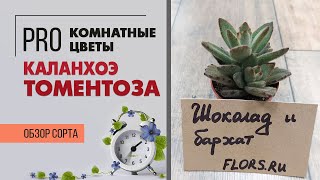 Суккулент Каланхоэ Томеноза - нецветущий вариант растения для южного окна