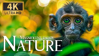 Magnificent Escape Nature 4K 🦍 Discovery Relaxation Splendid Wild Film with Peac
