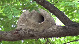 Nest of Rufous Hornero