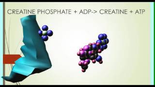 CREATINE PHOSPHATE IN EXERCISE