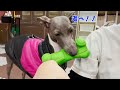 怖がりな保護犬が少しずつ心を開いていく【ワンダフルな日常】