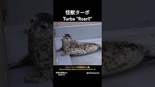 ターボ「ガオ～なのだ!」Turbo 男鹿水族館GAO