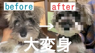 【シュナウザー】初トリミングでテディベアカットしたら別犬になって帰ってきた【衝撃】