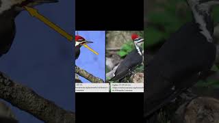 Pileated Woodpecker: Male vs Female ID #forest #nature #wildforest #animals #forestdeer #shorts