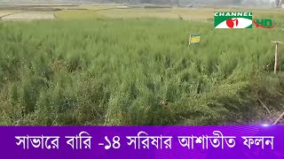 সাভারে বারি -১৪ সরিষার আশাতীত ফলন