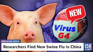 Researchers Find New Swine Flu in China