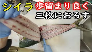 【業務用手法】10キロの大型シイラを歩留まり良く捌く動画＃シイラ料理注意#how to fillet a dolphin into three pieces＃マヒマヒ魚