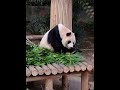 姜爺爺近身餵红蘿白給愛寶#熊猫界顶流 #pandafushun #panda #aibao #愛寶 #愛寶樂園