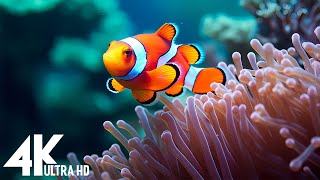 Aquarium 4K VIDEO (ULTRA HD) - Beautiful Coral Reef Fish - Sleep Relaxing Meditation Music #128