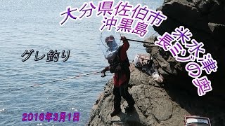 大分県佐伯市　米水津　沖黒島　長ミゾの奥　グレ（クロ、メジナ）磯釣り　２０１６年３月１日　中編