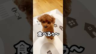 トイプードルにごはん食べるか聞いてみた#toypoodle