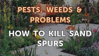 How to Kill Sand Spurs