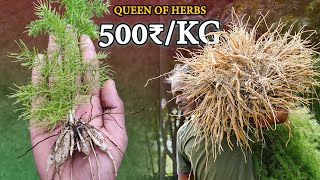 Shatavari (Asparagus racemosus) Farming | How to grow Shatavari at home | Medicinal Plant Farming