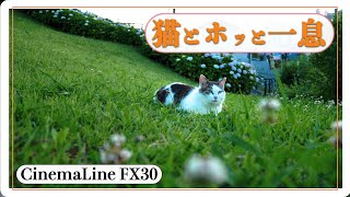 FX30┃猫と紫陽花で癒されてくだされ┃Enjoy a relaxing tea time with your cat Mint and beautiful hydrangeas!