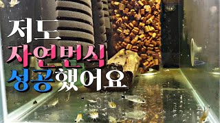 저도 자연 번식에 성공했어요! 하스타투스 피그메우스 코리도라스 corydoras hastatus catfish