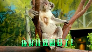 《奇妙的朋友》Disappearance of koala name PJ (Eng Sub)