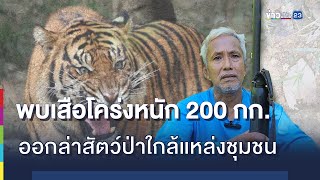 พบเสือโคร่งหนัก 200 กก. ออกล่าสัตว์ป่าใกล้แหล่งชุมชน